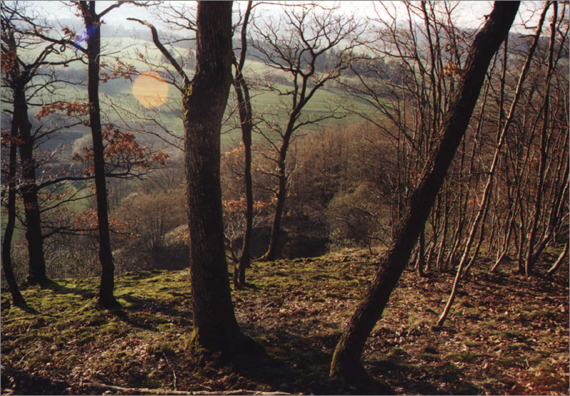 Zwei Freunde im Wald